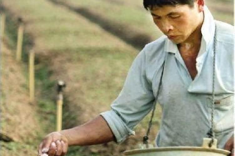 为什么氮肥不能与石灰草木灰等碱性肥料混