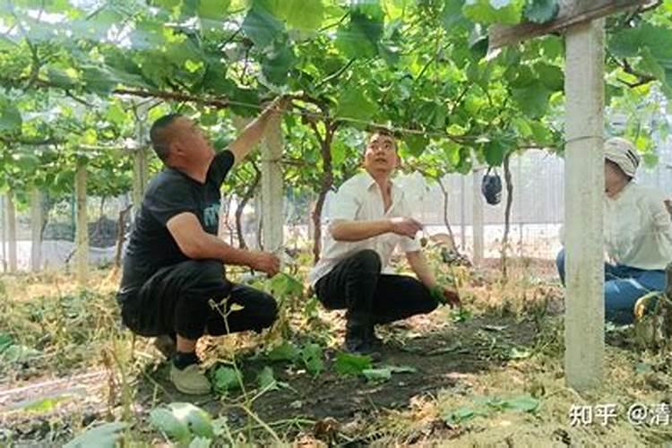 为啥西瓜出芽后,茎梗呈现出软嫩泛白的模样？