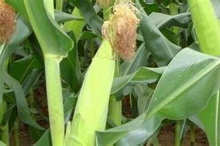 玉米除草剂可以和锌肥混用吗