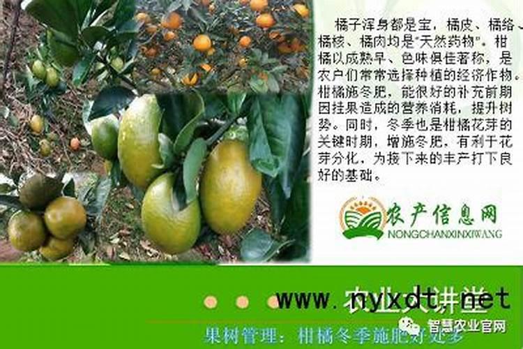 冬季最好施肥时间