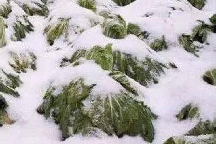 冬天这个季节适合用磷酸二氢钾不？