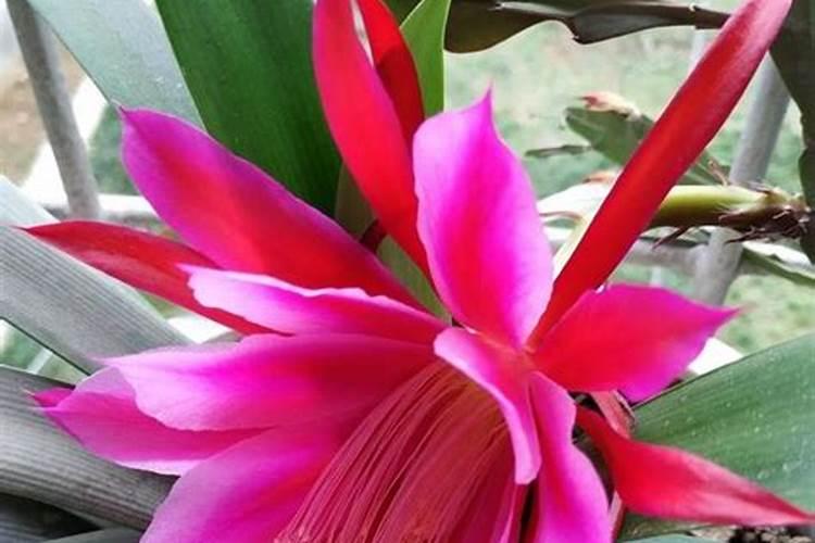 芙蓉花浇什么肥料合适
