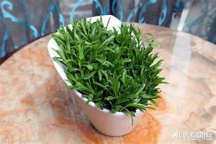 养心菜洪水会淹死吗？