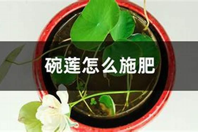 怎样种植碗莲？