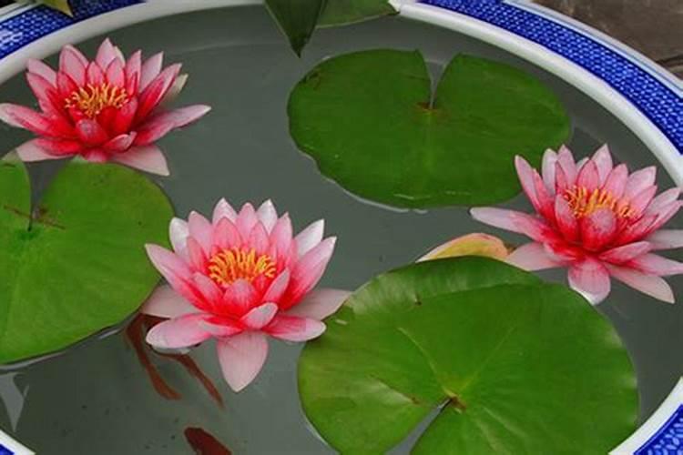 水中圣母碗莲怎么养花卉百科