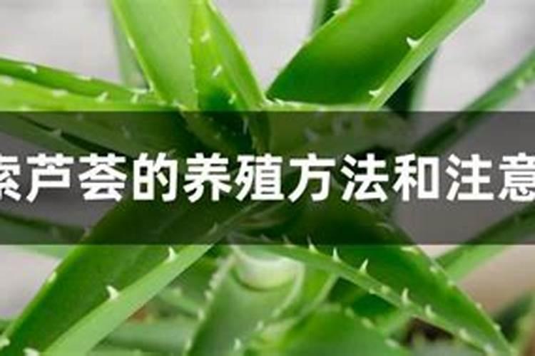 库拉索芦荟如何养