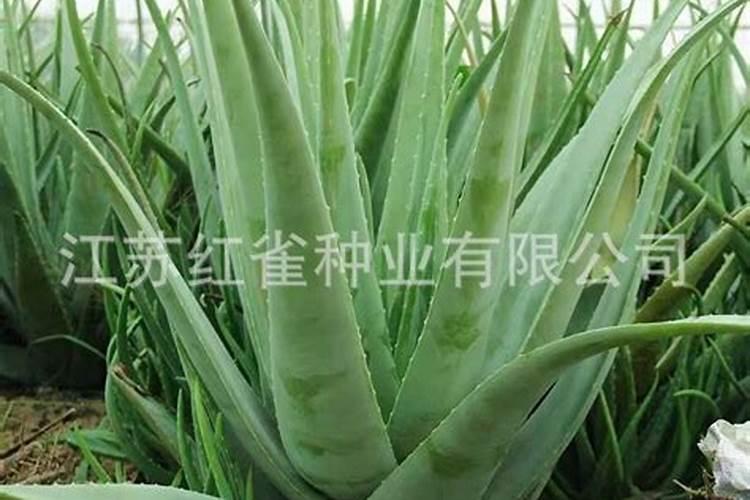库拉索芦荟如何养殖