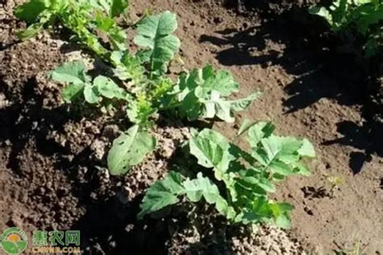 芹菜苗期施什么肥料