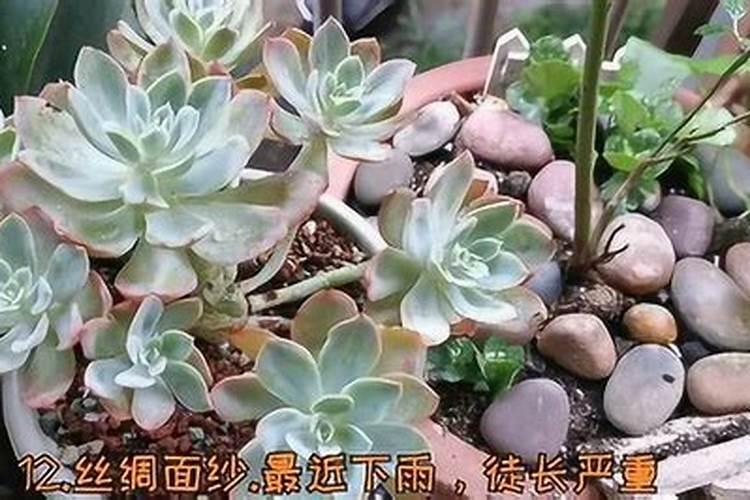 适合多肉的肥料有哪些