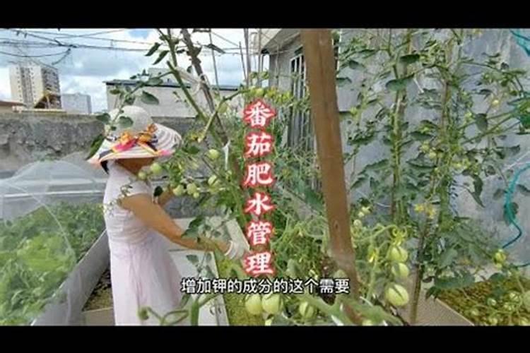哪种肥料促进开花结果
