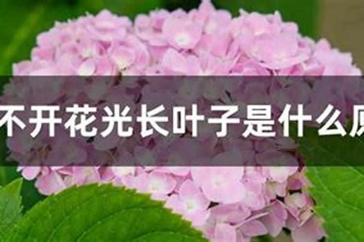 为什么绣球只长叶子不开花