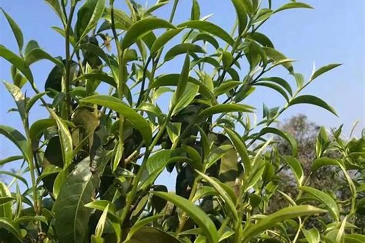 土壤中怎样施用钙肥——石灰和石膏？