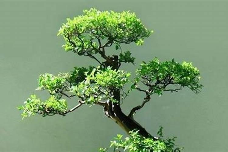 养雀梅的正确方法(养雀梅的正确方法,让你的盆栽绿意盎然)