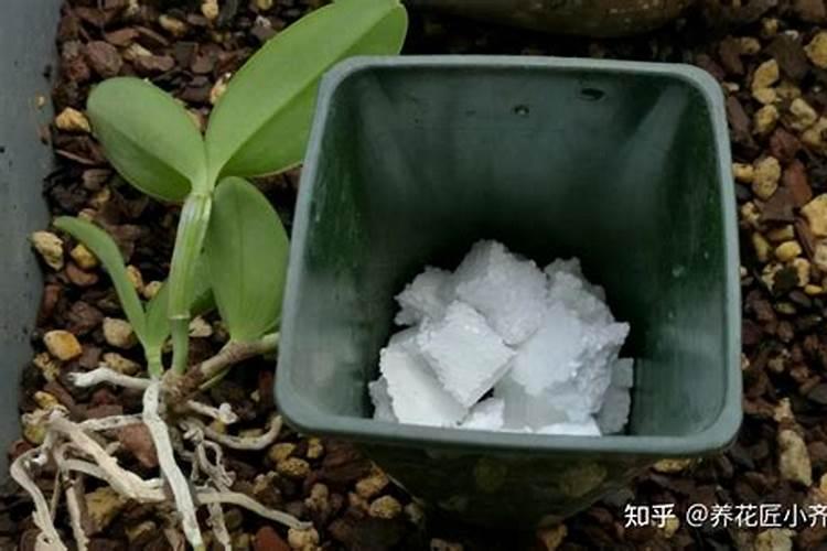 君子兰换盆底肥用什么
