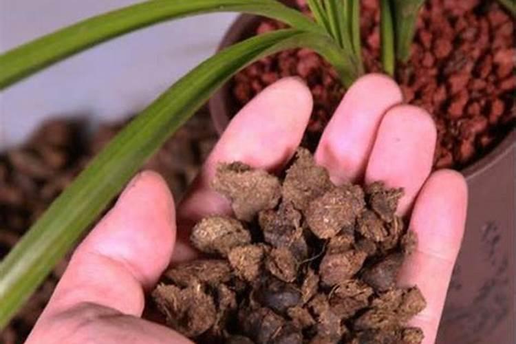 花生豆类可以做种花的底肥吗？