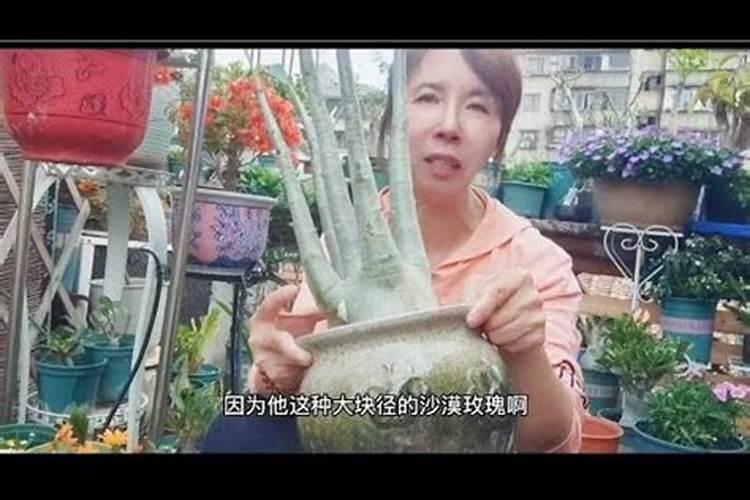 茶花底肥放什么肥好(底肥施用方法)