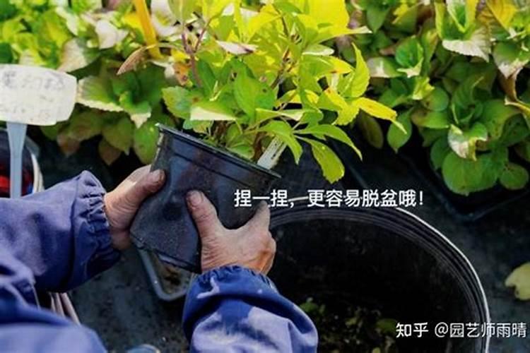 仙客来底肥放什么肥好 底肥施用方法