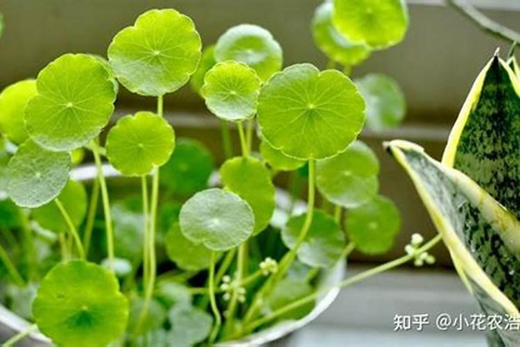 亚麻籽怎么种