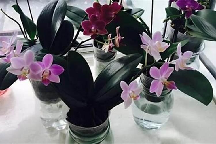 蝴蝶兰换盆后多久施肥