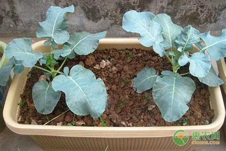 西兰花施什么肥最好