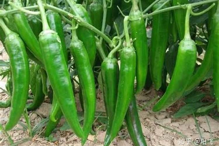 辣椒苗开花结果期,应该选择什么肥料最适宜？