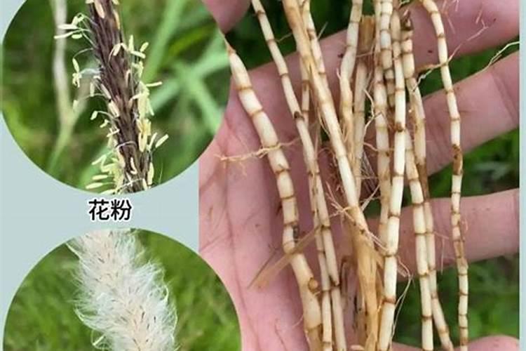 种植白茅根秋天收还是第二年春天收？