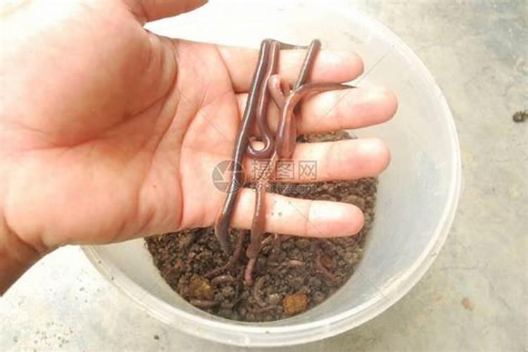 蚯蚓粪的用途