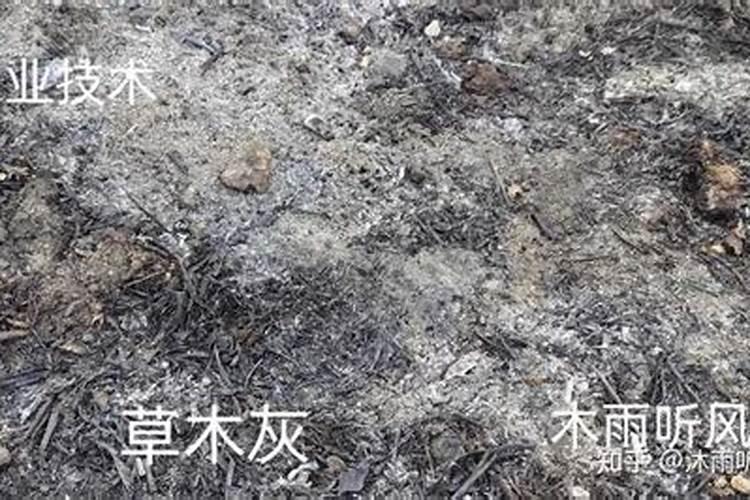 韭菜的钾含量高？