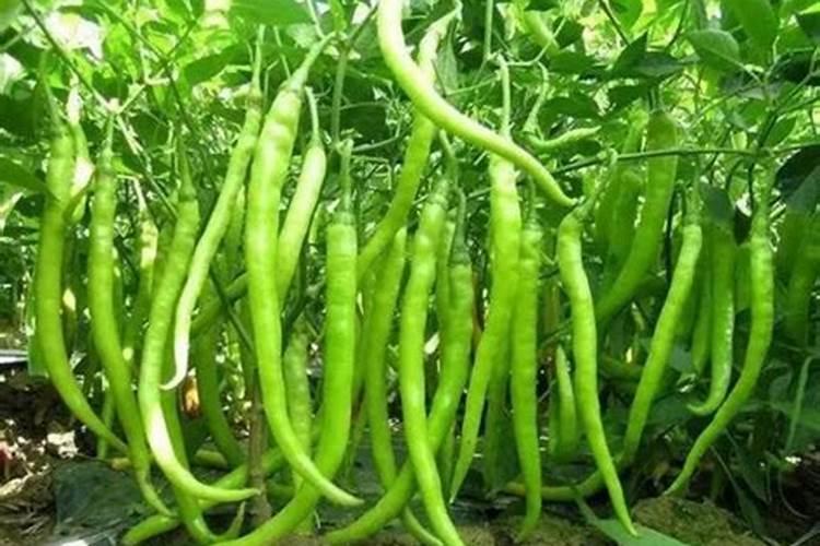 辣椒底肥用什么肥料好