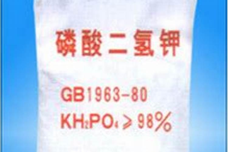茴香怎么种