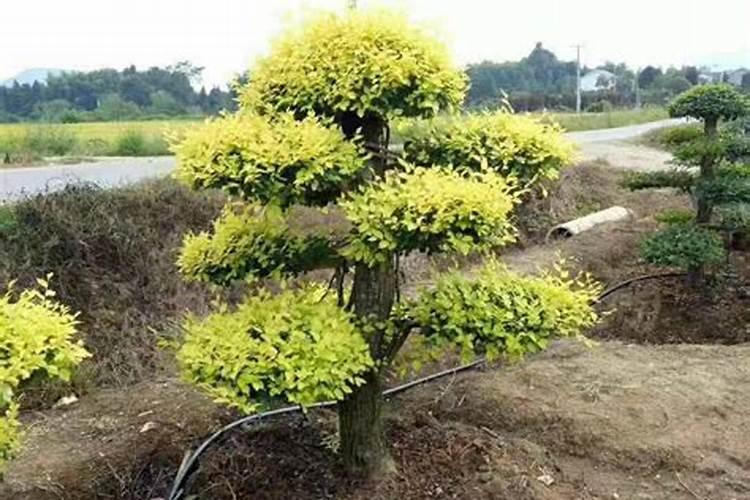 金叶榆种植与管理技术是什么？