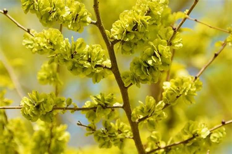 红花继木的养殖方法及管理