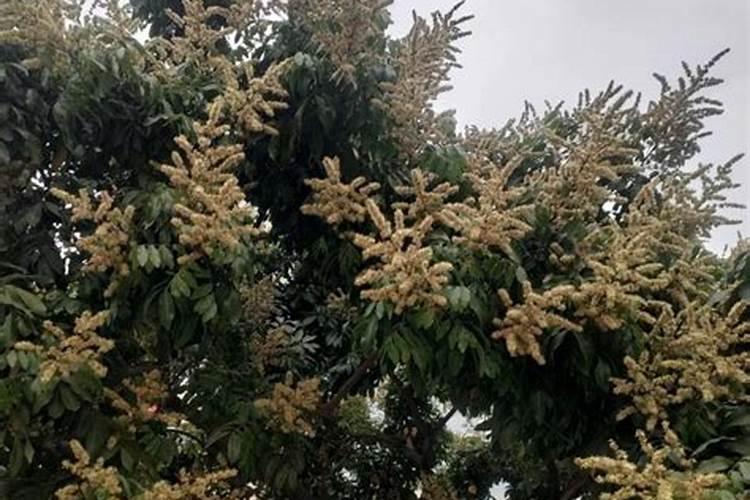 荔枝专用叶面肥什么好