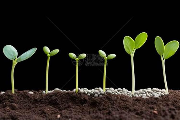 树木快死特效药