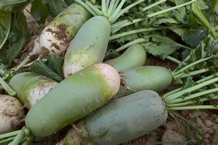 种萝卜用什么肥料最好