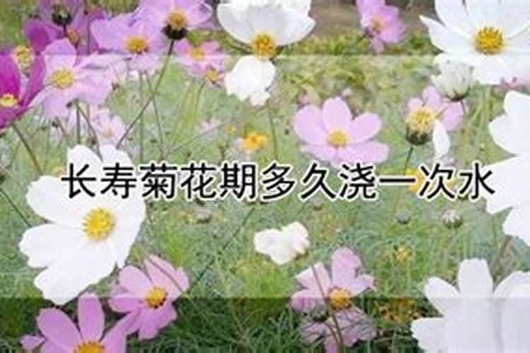 菊花苗多久可以施肥