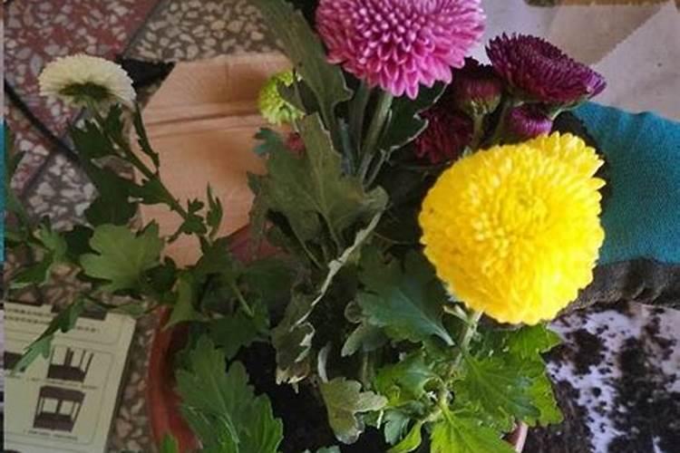 夏天网购菊花苗如何养护 夏天网购菊花苗怎么养护