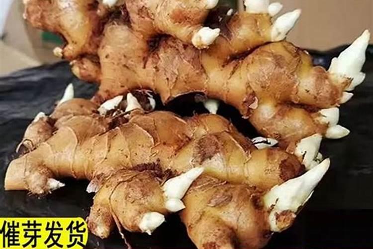 生姜底肥放什么肥好(底肥施用方法)