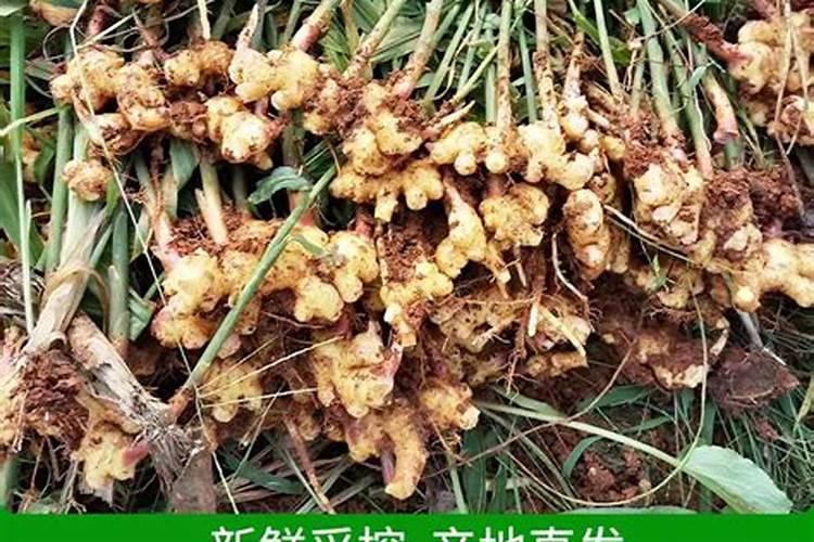 种植生姜用什么底肥 种植生姜用哪些底肥好