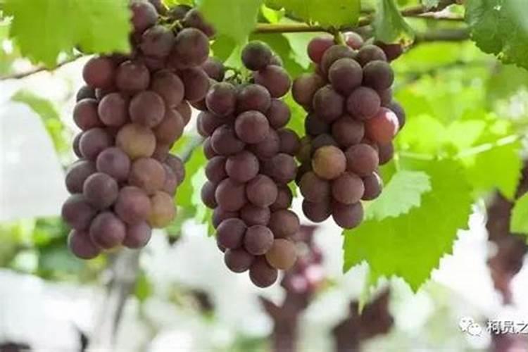 四季豆叶面洒肥的同时根部还需要施肥吗