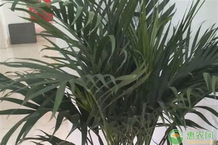 散尾葵怎么养护与浇水