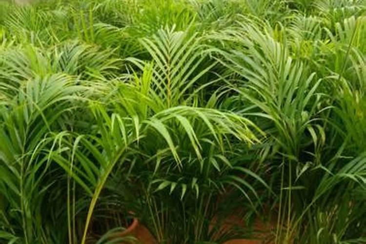 散尾葵怎么养,养好散尾葵需要注意什么？