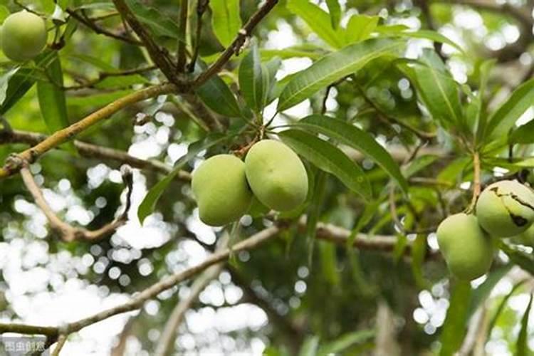 芒果施肥时间和方法简介