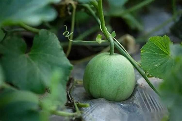 种植又香又甜的甜瓜施肥技巧