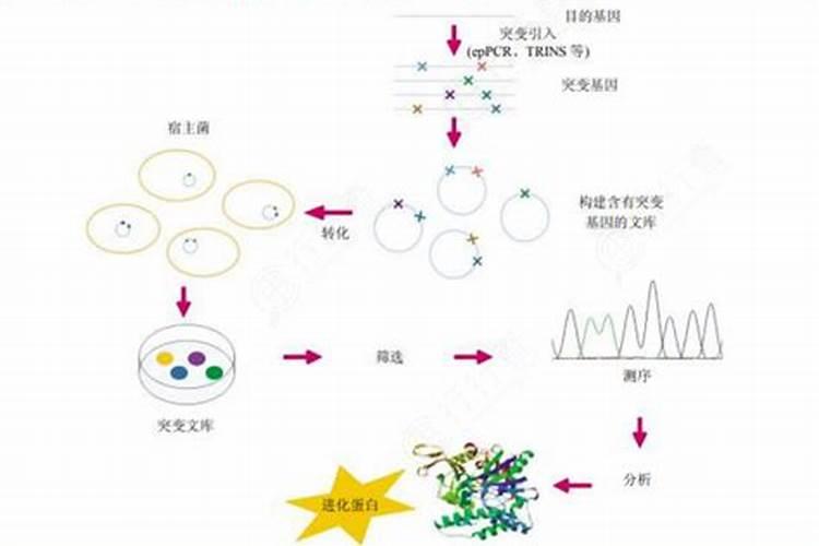 童话故事里有苹果的