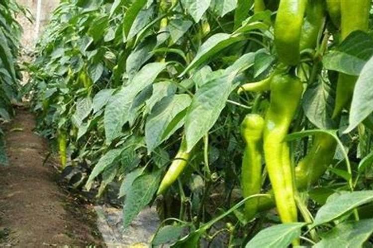 青椒种植叶面肥很关键,该怎么施肥？