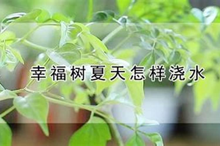 幸福树多久施一次肥,施什么肥好