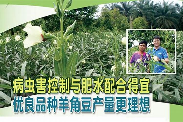 鱼塘如何快速肥水
