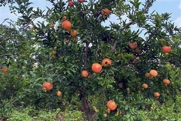 哪位可以说说盆栽石榴树怎么施肥？麻烦具体说说