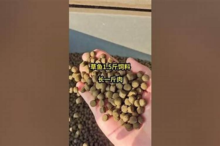 黑金刚橡皮树